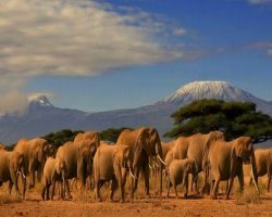 Elephants