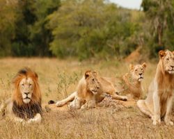 Lions