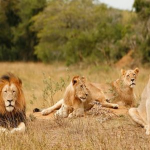 Maasai Mara Tour - 7 Days