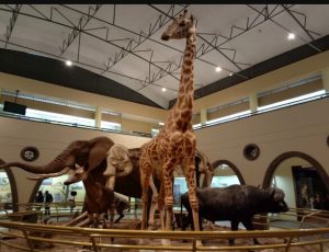 Museum