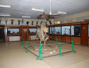 Museum