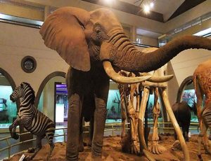 Museum