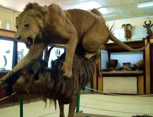 Museum