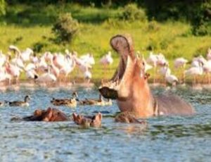 Naivasha