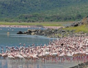 Naivasha