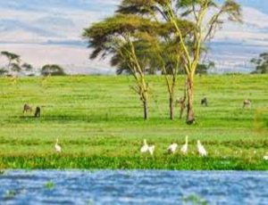 Naivasha