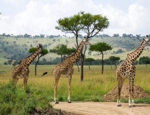 Naivasha