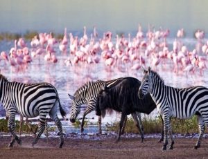 Naivasha