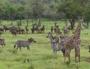 Naivasha