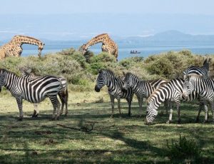 Naivasha