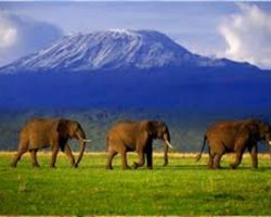 Elephants