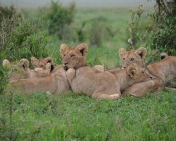 Lions