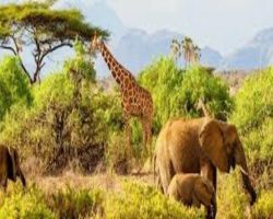 Giraffes