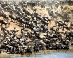 The Great Wildebeest Migration