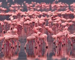 Flamingos