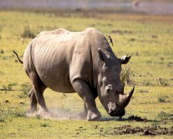 Rhino