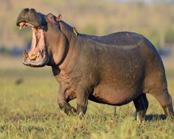 Hippopotamus