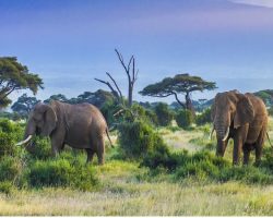 Elephants