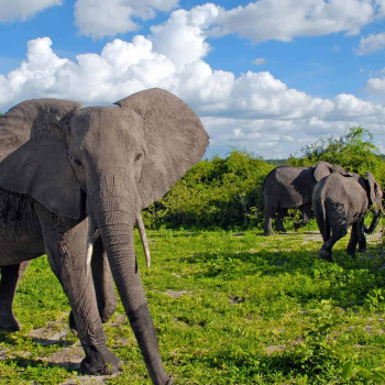 Tambo Tours