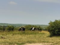 Tambo East Africa Tours