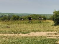 Tambo East Africa Tours