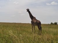 Tambo East Africa Tours