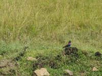 Tambo East Africa Tours