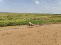 Tambo East Africa Tours