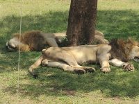 Tambo East Africa Tours