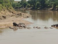 Tambo East Africa Tours