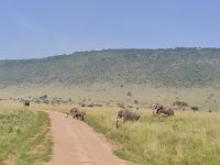 Tambo East Africa Tours
