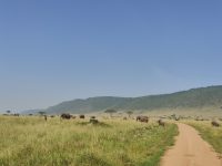 Tambo East Africa Tours