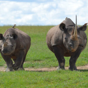 Ol Pejeta Conservancy - 7 Days