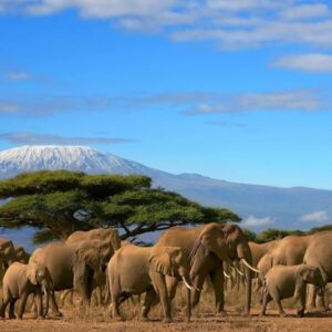 Kenya & Tanzania Adventure - 7 Days