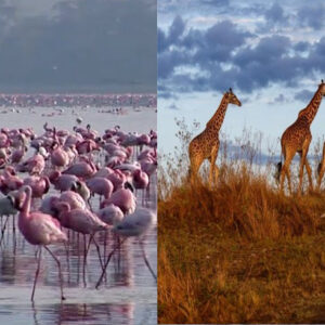 Lake Nakuru & Samburu Safari - 7 Days